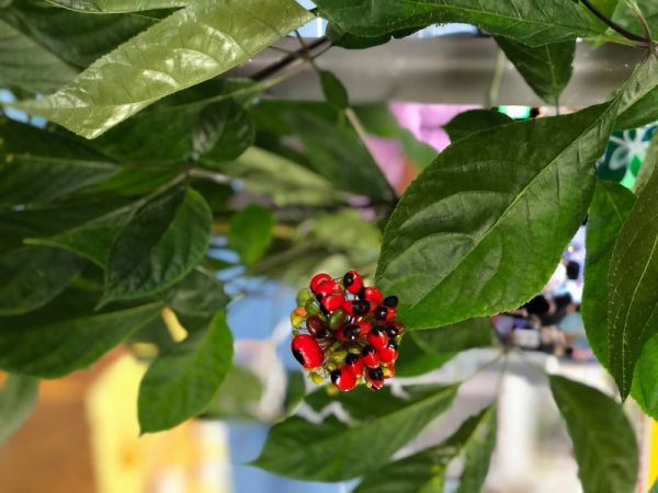 Mẹo phân biệt hạt giống sâm Ngọc Linh đạt chuẩn có thể bạn chưa biết