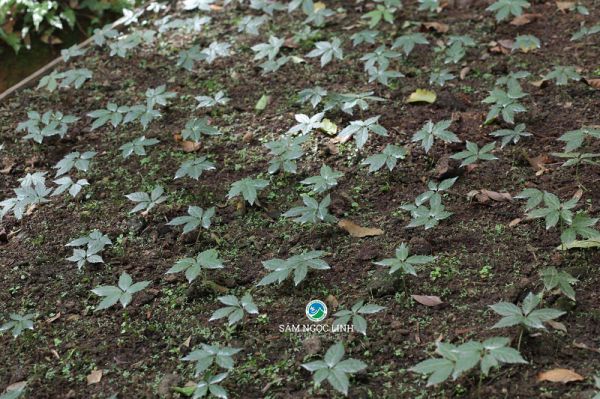 Mẹo phân biệt hạt giống sâm Ngọc Linh đạt chuẩn có thể bạn chưa biết