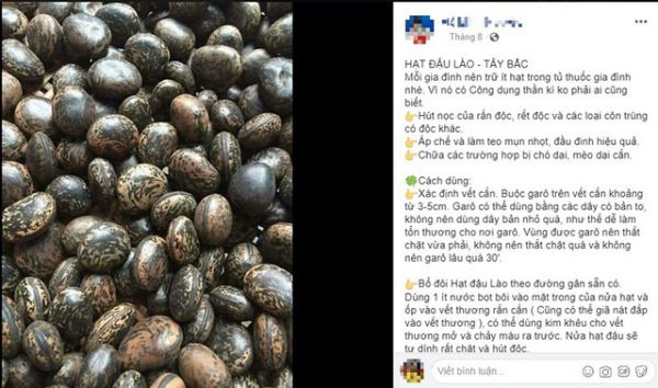 Được cho là có công dụng thần kỳ hút mọi loại độc của rắn độc, rết và các loại côn trùng có độc, hạt đậu lào được nhiều người săn lùng mua.
