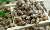 Hai vị thuốc chữa viêm mũi dị ứng tái phát khi gặp lạnh