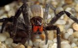 Loài nhện độc giúp tăng phong độ đàn ông