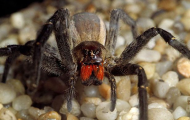 Loài nhện độc giúp tăng phong độ đàn ông