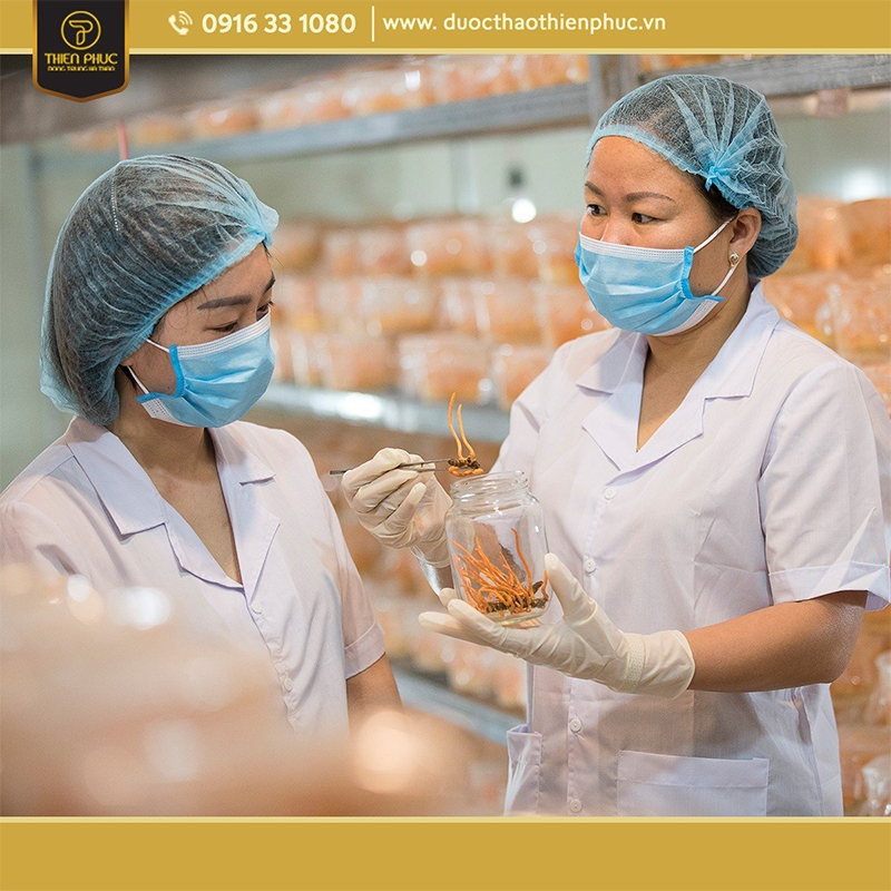 mua đông trùng hạ thảo chất lượng 