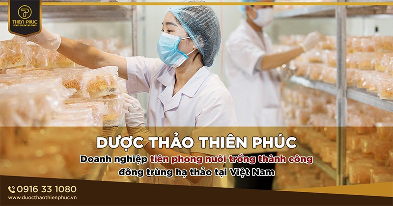mua đông trùng hạ thảo chất lượng 