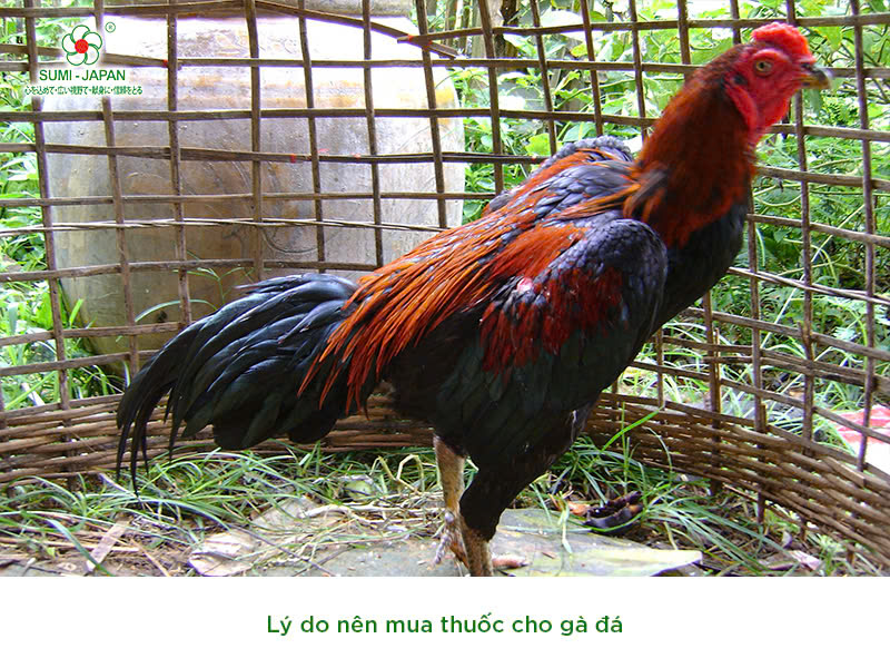 thuốc cho gà đá